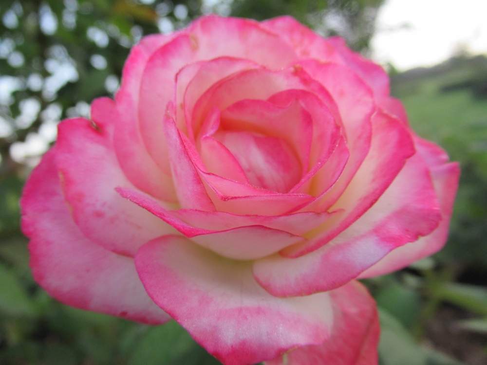 の画像 by サワーポメロさん | バラ園とばら バラ 薔薇と皆様に感謝と朝の散歩と近くの公園♪と花のある暮らし