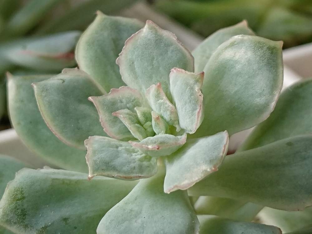 の画像 by *sunny*さん | 織姫とわが家の多肉スペースと大好きと植中毒とタニラーと色白さんとかわいいな♡とおきにいり~✴