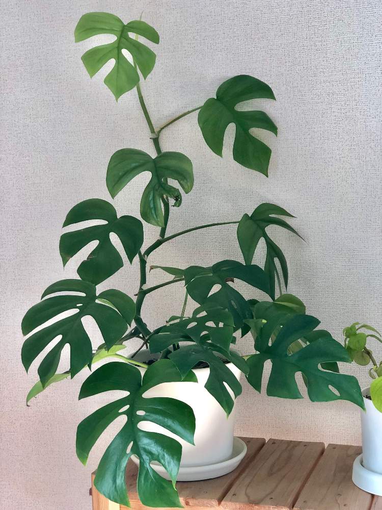 の画像 by うにてんてんさん | ヒメモンステラと観葉植物とモンステラ属と緑のある暮らしとヒメモンステラ!