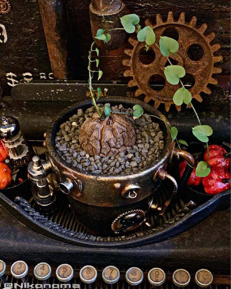 窓辺の画像 by Nomachanさん | 窓辺と多肉植物とW投稿と秘密結社プランツと繋がりに感謝と大好きな場所とJUNK Gardenと少しでも笑顔になってもらえますようにと笑顔の源と癒し空間とtanitenさん古道具とみんな同じ空の下とコラボプランツと塩系雑貨と錆錆とSabijyoとご縁に感謝とスチパン鉢と植物が映えるものを作り隊とサビじょとインダストリアル