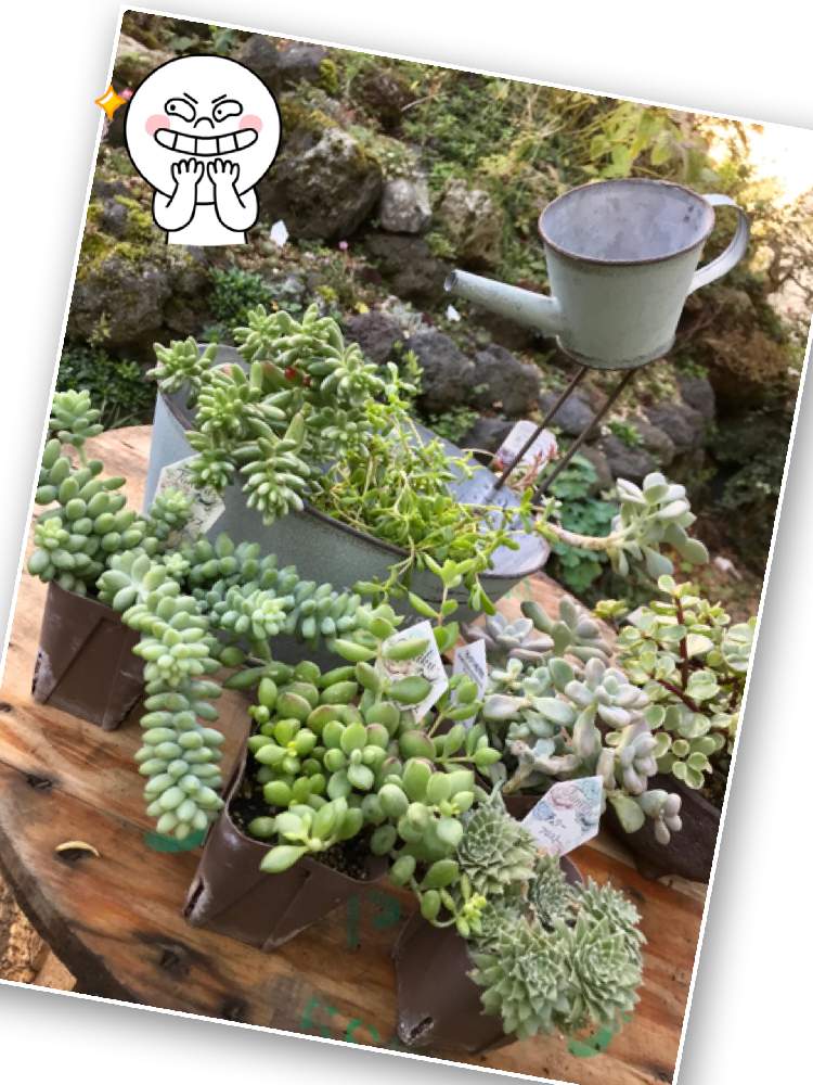の画像 by hiichanさん | バラと夢CLUBと天使のたまごと北海道とたにおたくらぶとブリキ缶とGS植物うちなーぐち会