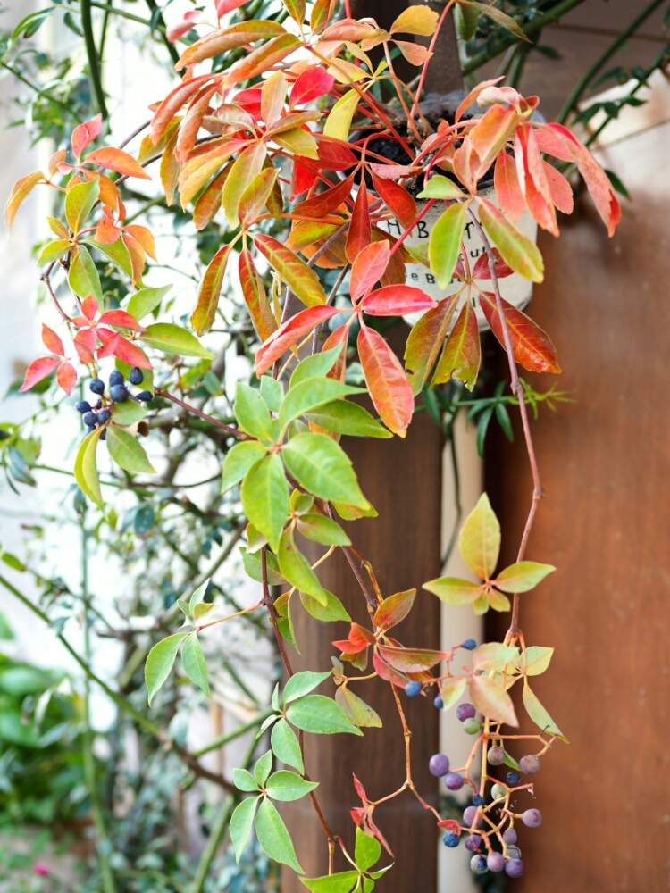 小さな庭の画像 by さやさん | 小さな庭とヘンリーヅタと紅葉中と植物のある暮らしと秋色ときれいな色と雑貨とガーデニングと実のなる植物