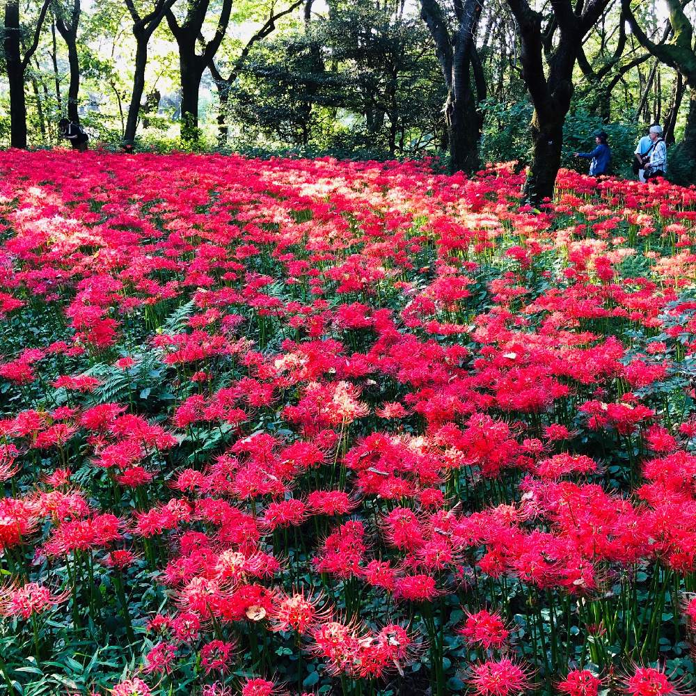 お出かけ先の画像 by ヨッピーさん | お出かけ先とヒガンバナと季節を楽しむと花のある風景と10月の花とヒガンバナ科と赤い花と花のある暮らし