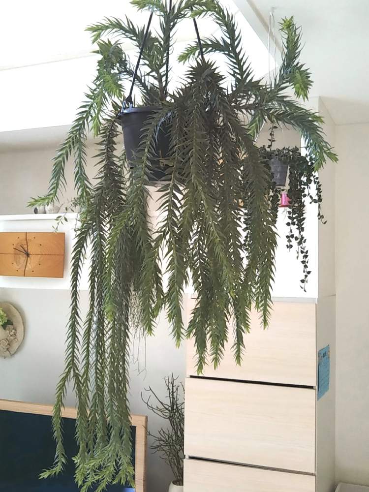 部屋の画像 by green ballさん | 部屋とフペルジア ゴエベリーと観葉植物と吊り下げとお気に入り♡と《フペルジア》と綺麗とシダ植物と垂れ下がり系とインテリアグリーン