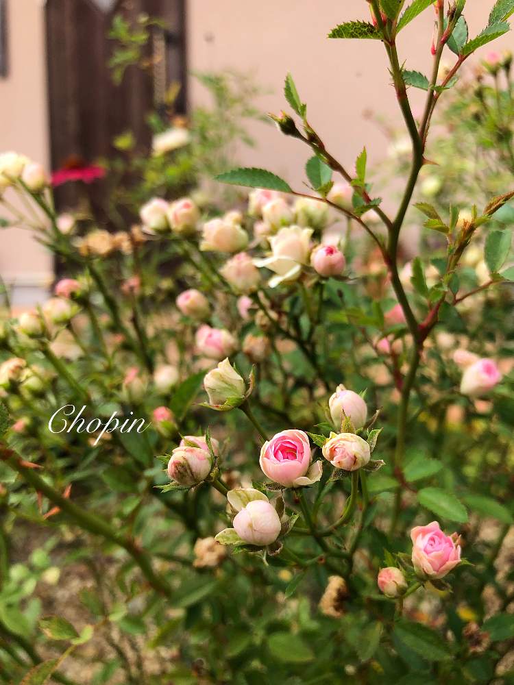 の画像 by Chopin(ショパン)さん | ミニバラと極小ミニバラ・みさきと胸キュンとばら バラ 薔薇とピンク!ピンク!ピンク!と薔薇に魅せられてとみさき バラとマイガーデンとピンク❤︎ピンクと秋の気配とナチュラルスタイルとめんこい♡とかわいいと秋の風景と薔薇♪とバラ・ミニバラと最小ミニバラ みさき*とバラを楽しむとiPhone撮影と薔薇の花