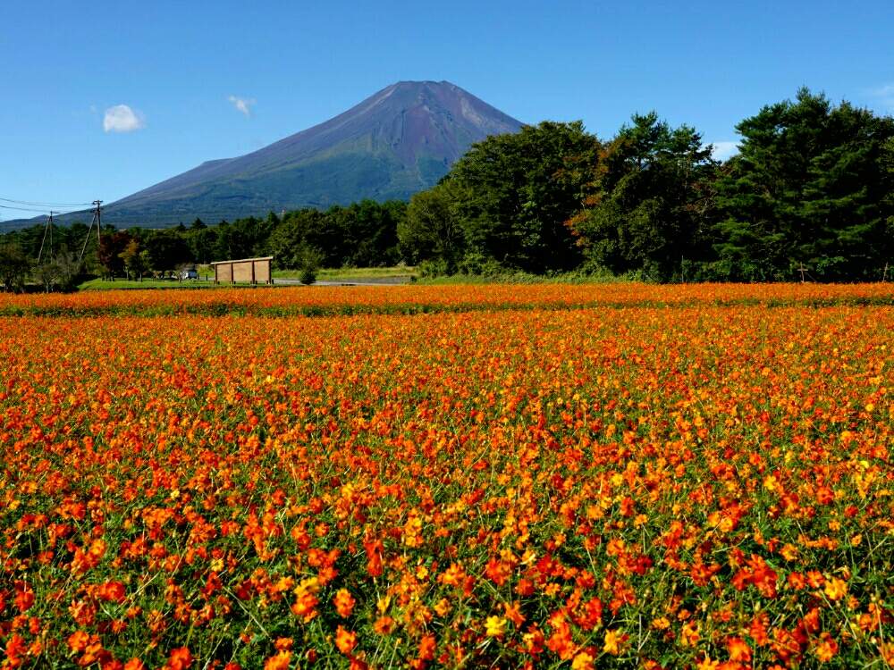 お出かけ先の画像 by misaoiさん | お出かけ先と花のある暮らしと山中湖 花の都公園
