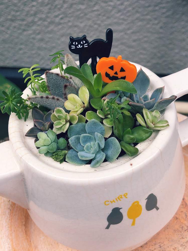 窓辺の画像 by レーズンさん | 窓辺と多肉植物とぷりぷり ぷりとムチムチと可愛い多肉ちゃん❤︎と出窓グリーンとちまちま多肉と花のある暮らしとかわいいな♡