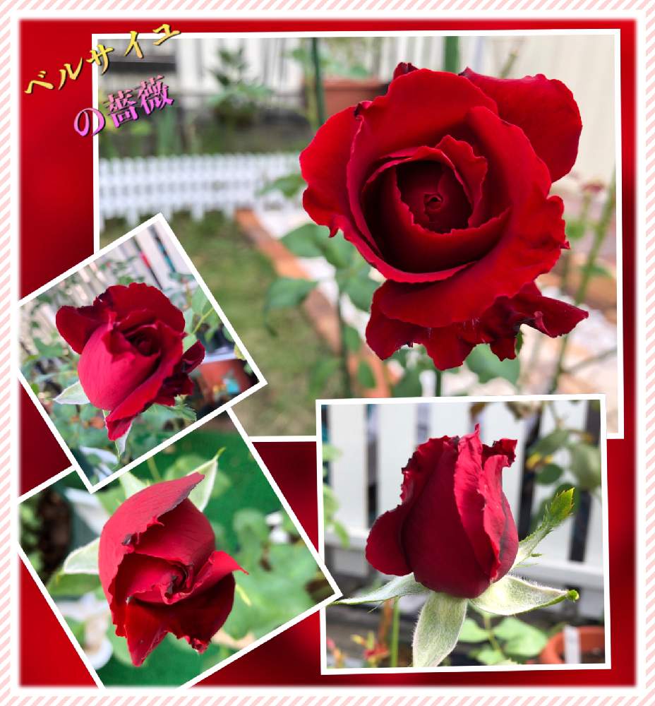 の画像 by kuuさん | 感謝 感謝 ❤と薔薇を楽しむ♡と薔薇に魅せられてと手作りの庭と華やかと癒し空間とMy Garden✩.*˚と鉢植えと花のある暮らし