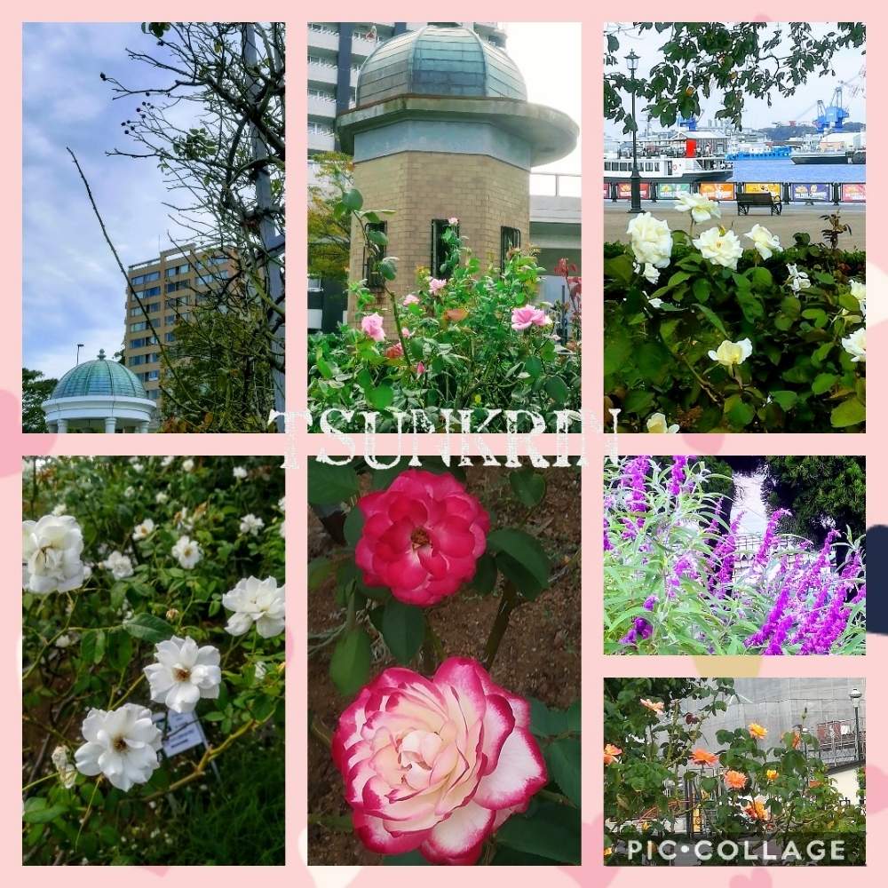 お出かけ先の画像 by つんくりんさん | お出かけ先と公園と緑のある暮らしと横須賀・ヴェルニー公園と花のある暮らしとバラ・ミニバラと横須賀と素敵とアメジストセージ⭐️