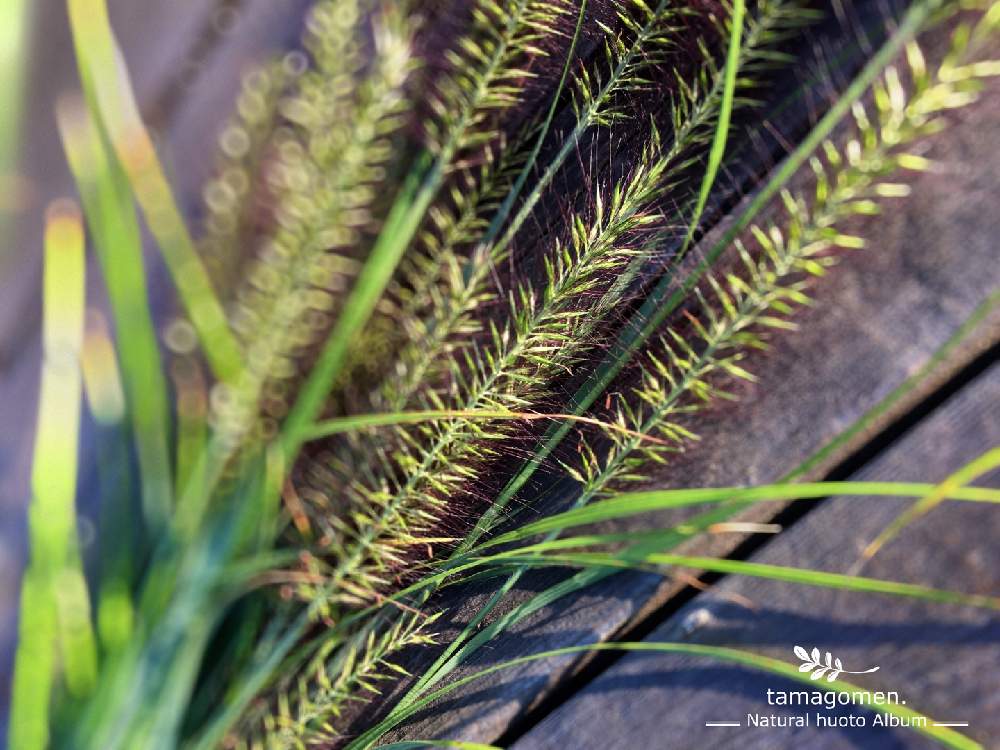 お出かけ先の画像 by tamagomen. nara.1964さん | お出かけ先と植物観察日記と気温24℃とチカラシバ( 力芝 )と自然の模様とところにより曇りと奈良市とドライフラワー にする。と奈良県とiPhone 6s plusと自然観察