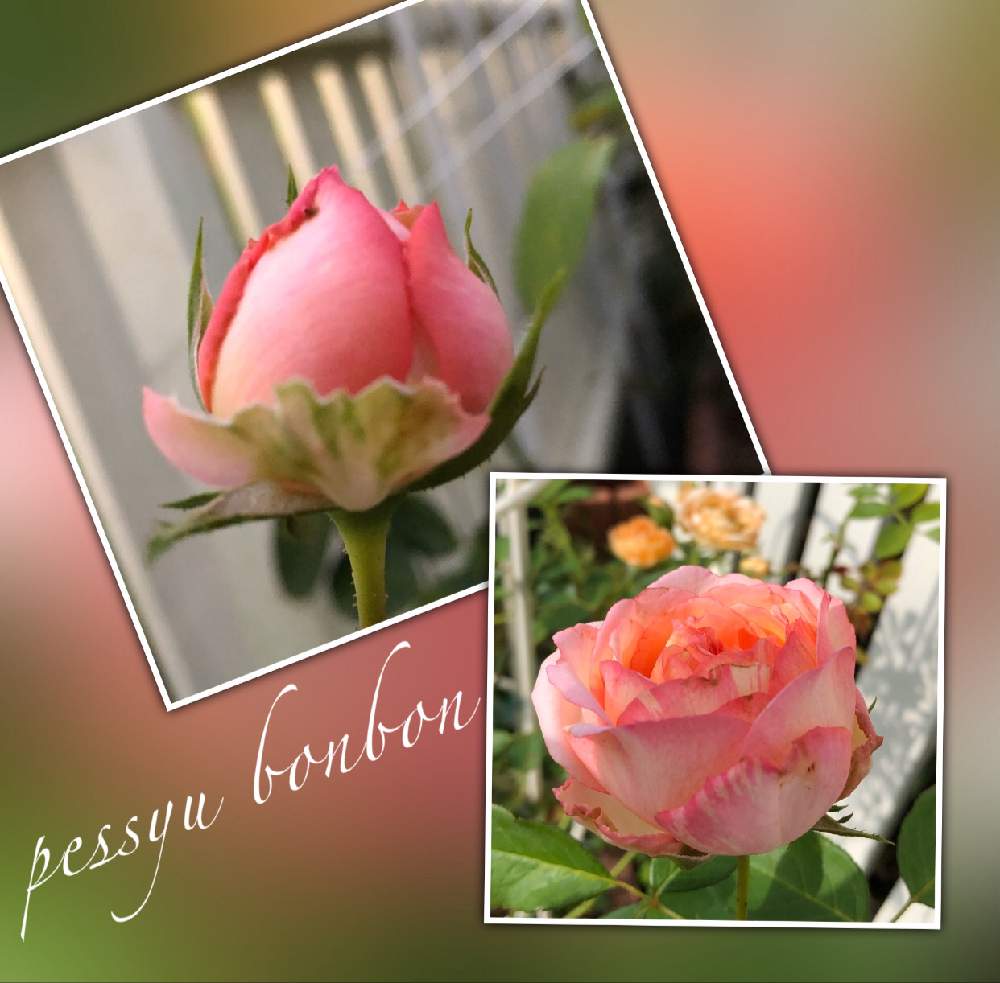 の画像 by kuuさん | 絞りと薔薇を楽しむ♡といいかおり(╹◡╹)とかわいい♡と癒し空間とMy Garden✩.*˚と香りと花のある暮らしと薔薇♪