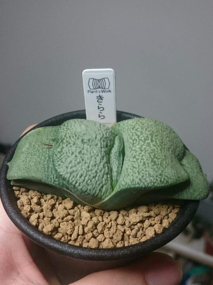 部屋の画像 by sword-tさん | 部屋と臥牛ときららと多肉植物とon the plantsとガステリア広め隊とボタニカルライフとGSS(ガステ好き )とGS映えとGS日和とガステリアのある暮らしと植中毒とガステリア属とタニク男子とガステリアは、最高‼️とPlant's Workとガステリア充とグリスナ映えとがばいとガステリア推進委員会とガステリストとガステリアとサラリーマン編
