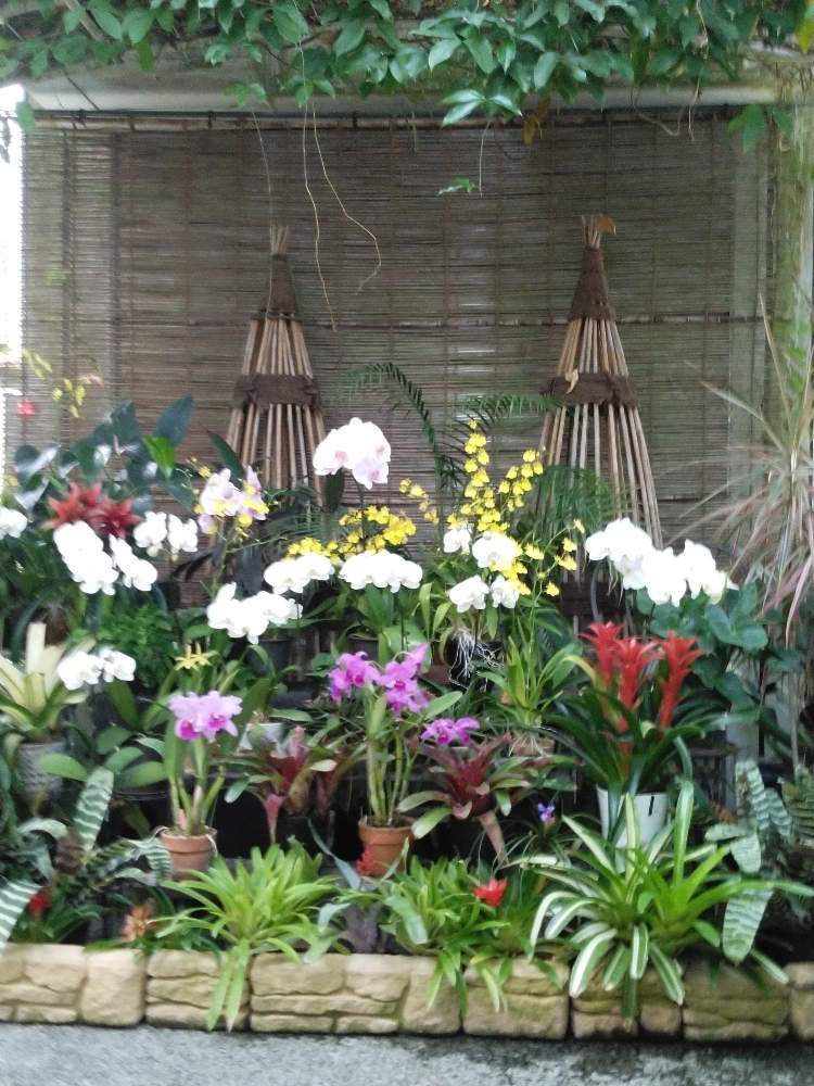 お出かけ先の画像 by あんりんさん | お出かけ先と植物の生命の偉大さと温室の花と好きな景色と皆さんに感謝と花に力もらうと花のある暮らしとフラワーパークと散歩とお花