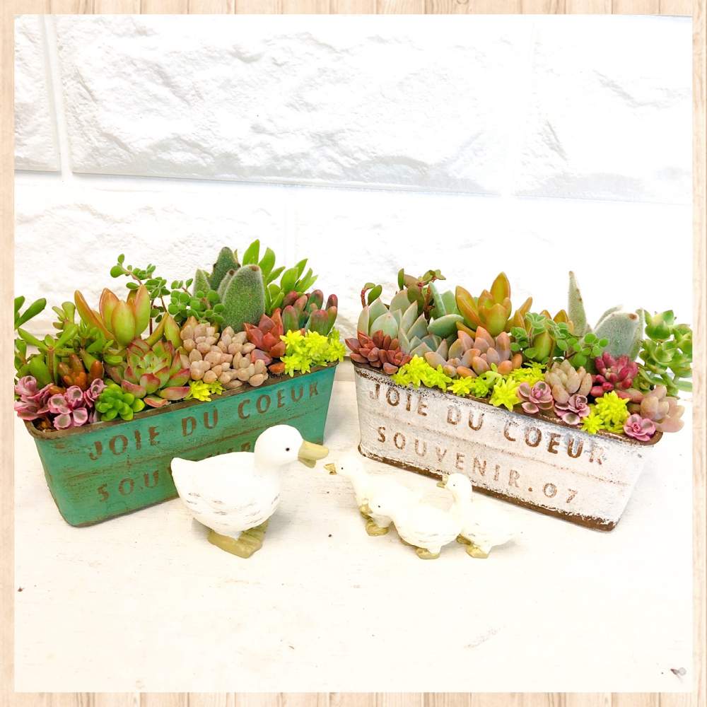 の画像 by merrybellさん | 多肉植物寄せ植えとロハスフェスタとイベント出店とGreenSnapMarche神戸2019と秋に作った寄せ植えフォトコン