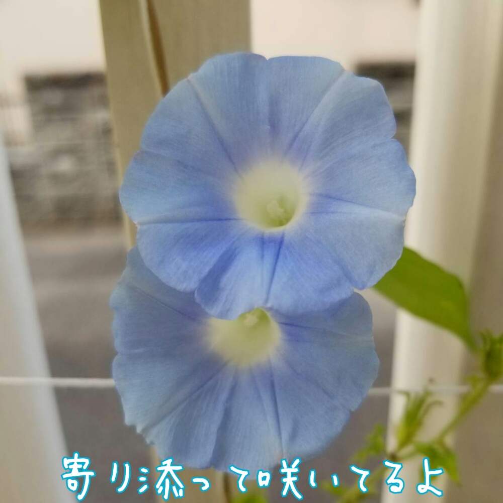 小さな庭の画像 by ヒカリさん | 小さな庭と朝顔とこぼれ種と水色の花と寄り添ってとまだ咲くよ