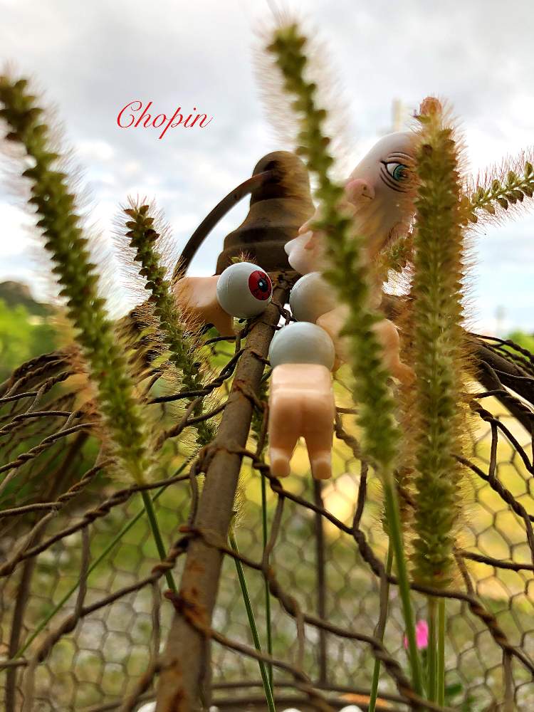 の画像 by Chopin(ショパン)さん | エノコログサとグリーン!グリーン!グリーン!とヒグチユウコフィギュアとグリーングリーン♪と秋の気配とgreen green greenと鳥かごアレンジとひとつめちゃんとこっそりオヤジ祭りと鳥かごと雑草とGSコラボとナチュラルスタイルと野の草花とgreenと秋の風景とエノコログサ属とiPhone撮影