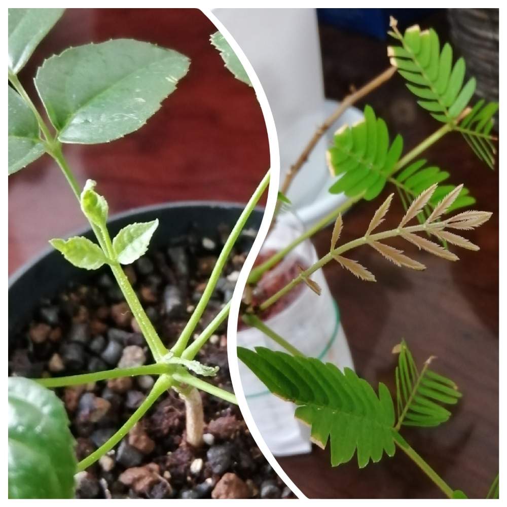 部屋の画像 by erinさん | 部屋とエバーフレッシュとステレオスペルマムと観葉植物が大好きと新葉と観葉植物と100均とエバーフレッシュ☆と ステレオスペルマム と挿し木とエバーフレッシュ挿し木と花のある暮らしと新芽
