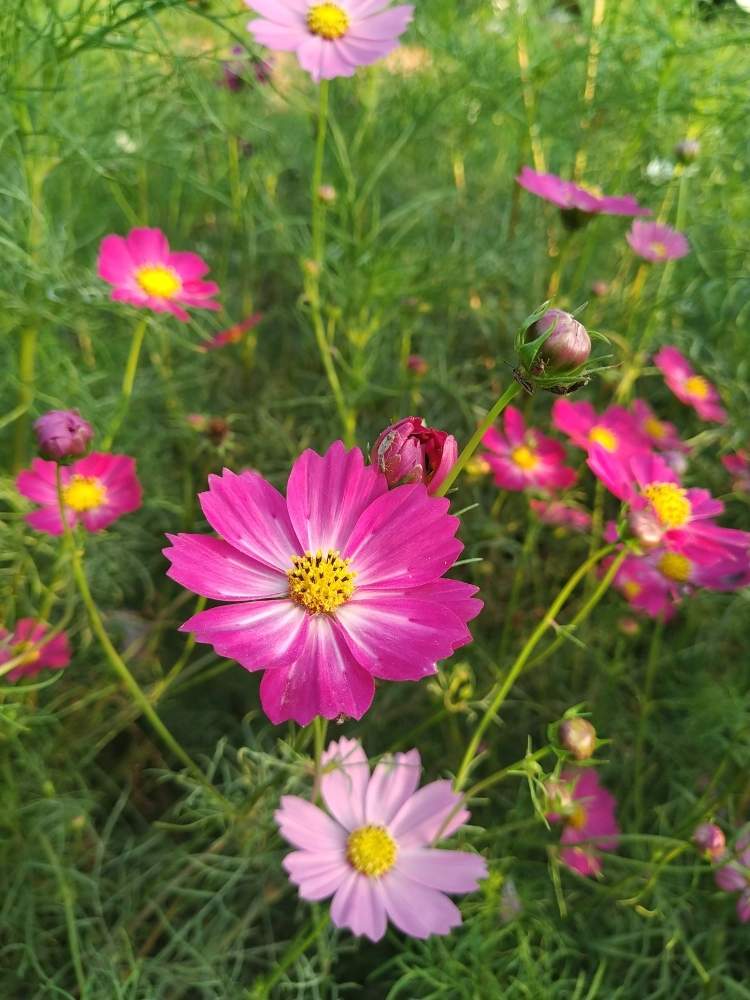 お出かけ先の画像 by shiba47さん | お出かけ先とコスモスと思い出と綺麗なお花と舎人公園