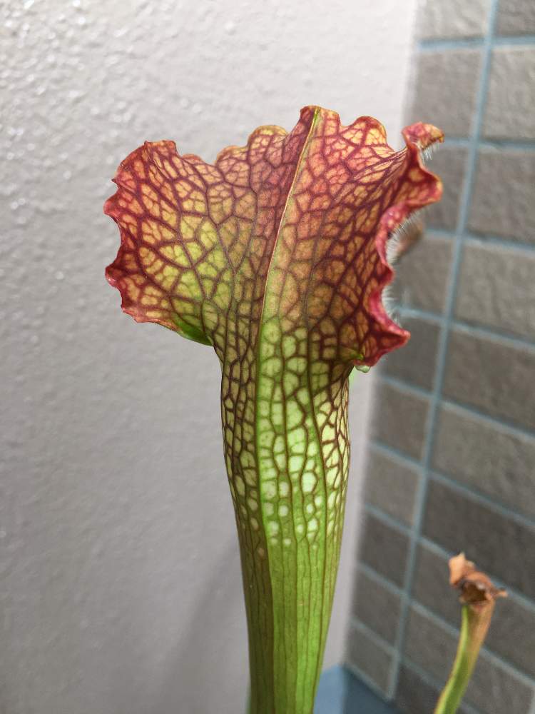 バルコニー/ベランダの画像 by コウさん | バルコニー/ベランダと植物男子と食虫植物とサラセニア 交配種と植中毒と綺麗とサラセニアと珍奇植物と花のある暮らしと食虫植物 サラセニアとベランダーと食虫植物広め隊