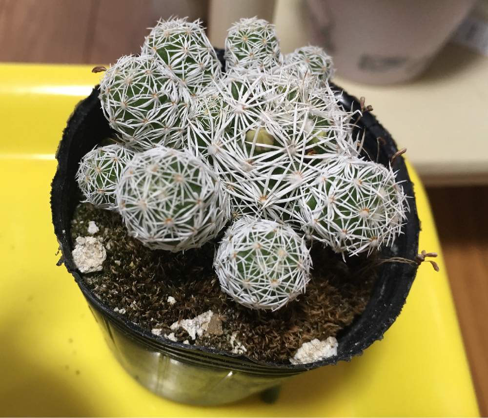 バルコニー/ベランダの画像 by えーさん | バルコニー/ベランダと銀手毬と多肉植物と園芸部とクアトロさんと癒しとQuatroと多肉女子
