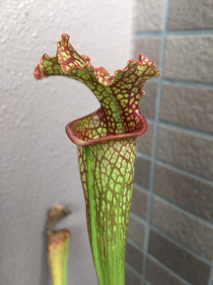 バルコニー/ベランダの画像 by コウさん | バルコニー/ベランダと植物男子と食虫植物とサラセニア 交配種と植中毒とサラセニアと珍奇植物とサラセニア 飛鳥シリーズと花のある暮らしとベランダーとサラセニア科と食虫植物広め隊