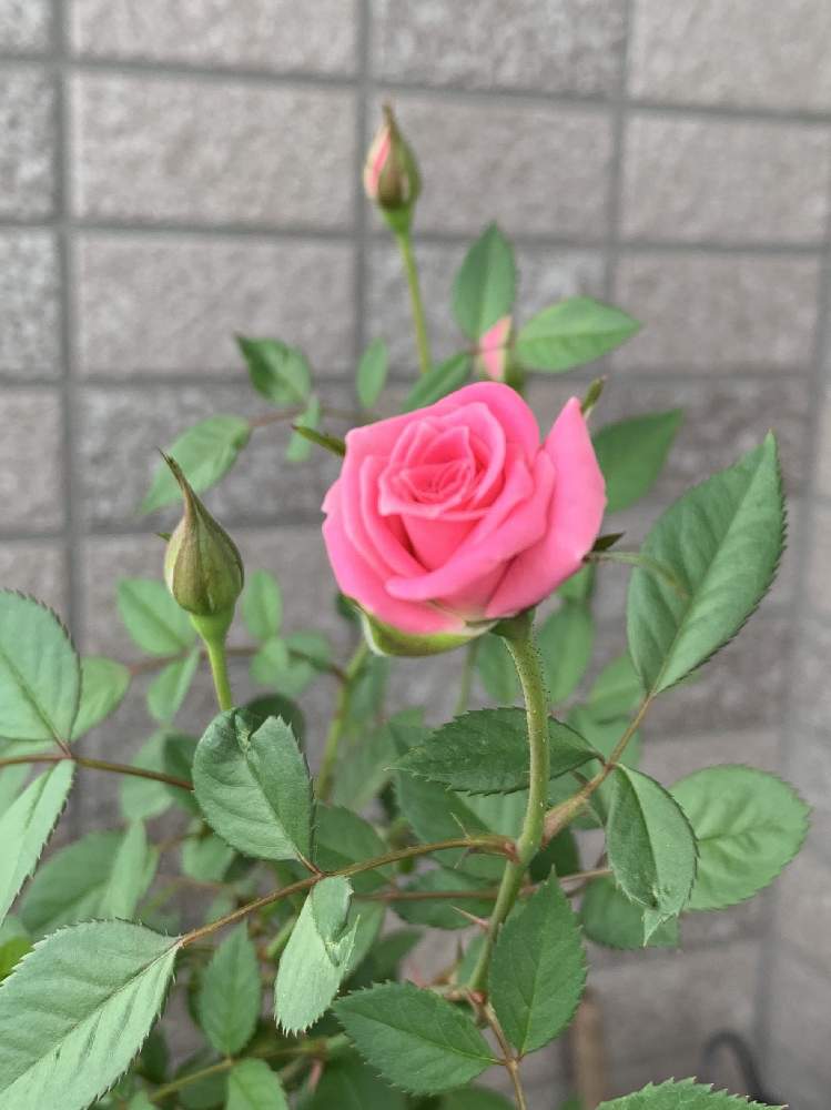 バルコニー/ベランダの画像 by viola036さん | バルコニー/ベランダとミニバラとラブリー♡と薔薇愛同盟とありがとう❤️と元気!と今日の一枚と咲いた❤と花のある暮らし