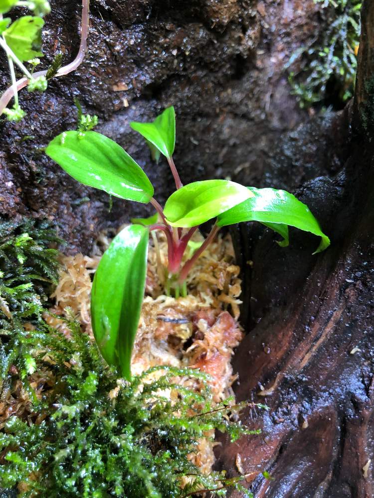 インテリアの画像 by nature.Tagさん | インテリアとhomalomena sp. Cameron Highlandsとホマロメナ属と苔リウムと観葉植物と水草水槽とテラリウムと緑のある暮らしと苔(こけ)と観葉植物のある暮らしと水草と熱帯植物とアクアリウムとアクアテラリウム