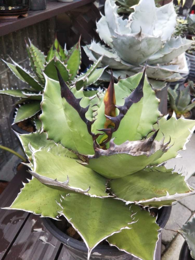 の画像 by crazypig405さん | Agave titanota "Black Fire"とチタノタ×ロファンサとチタノタ スモークブルーとtitanota × lophanthaと多肉植物とトゲトゲとハイブリッドアガベと多肉大好きとおひとりさま多肉と狂豚日記とエンゲイ係数高めと植中毒と狂豚の独り言とアガベ交配種とタニラーと斑入り葉っぱと珍奇植物とアガベ大好きと斑狂い!と斑入り。とタニクちゃんと斑入り愛好家とアガベ属と斑入り萌え❣️