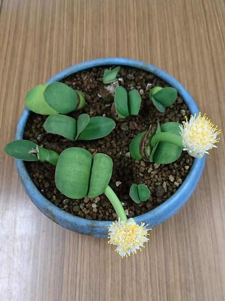 の画像 by ぴよさん | マユハケオモトと観葉植物と花のある暮らしと鉢栽培