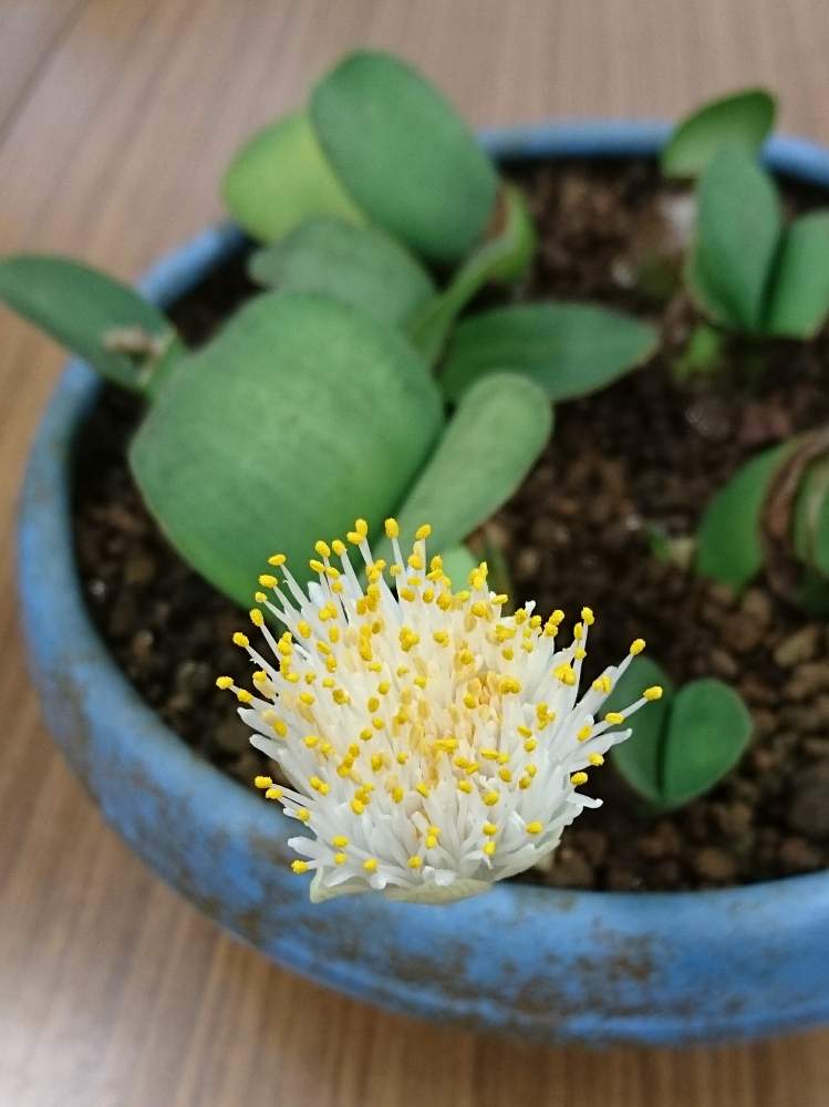 の画像 by ぴよさん | マユハケオモトと観葉植物と花のある暮らしと鉢栽培