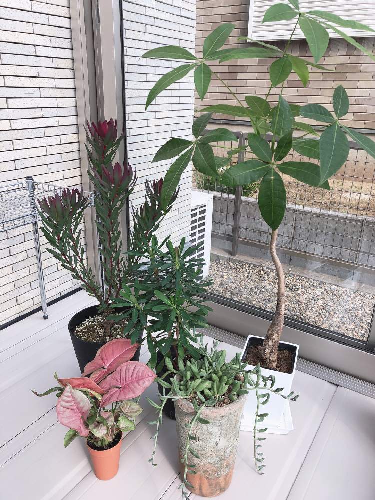 テラスの画像 by りえさん | テラスと多肉植物初心者と多肉植物と観葉植物と茨城県と綺麗なミドリと多肉アーモンドネックレスと観葉植物初心者と植中毒と可愛い葉っぱとリューカデンドロン レッドデビル♡とパキラ★と リューカデンドロン*とユーホルビア・マーチニーと シンゴニウム