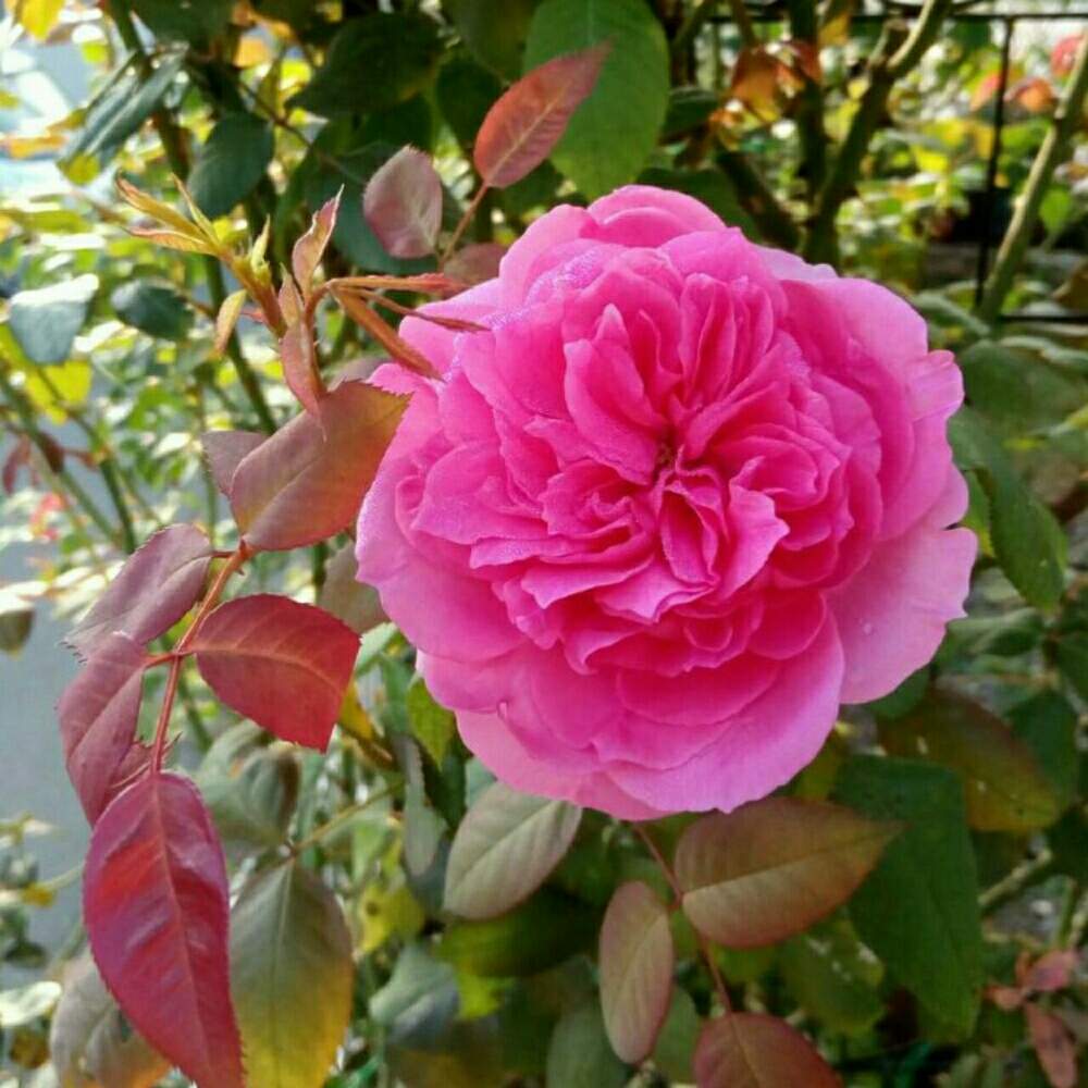 小さな庭の画像 by ひまわりさん | 小さな庭とパレードとたのしみ♡とばら バラ 薔薇と薔薇に魅せられてといやされる♡と花のある暮らしとかわいいな♡