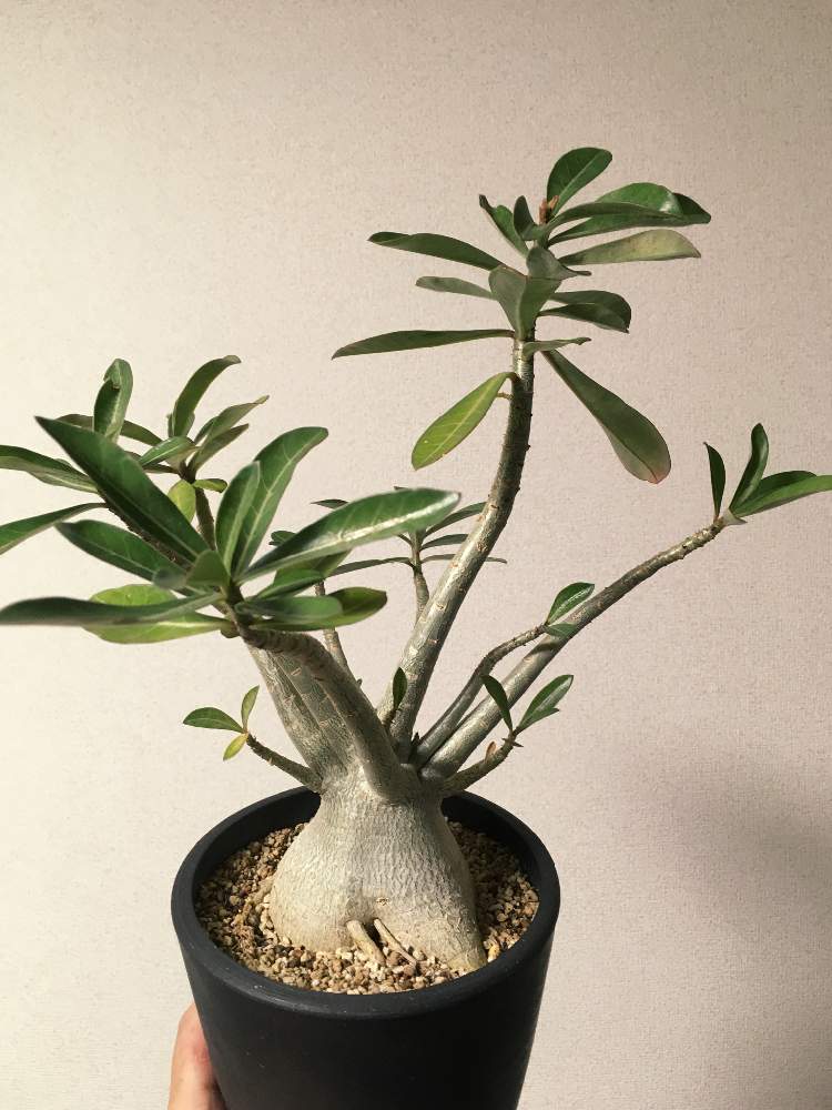 の画像 by ツチノコ太郎さん | アデニウムと多肉植物とコーデックスと植中毒と塊根植物とタニラーと珍奇植物と花のある暮らし