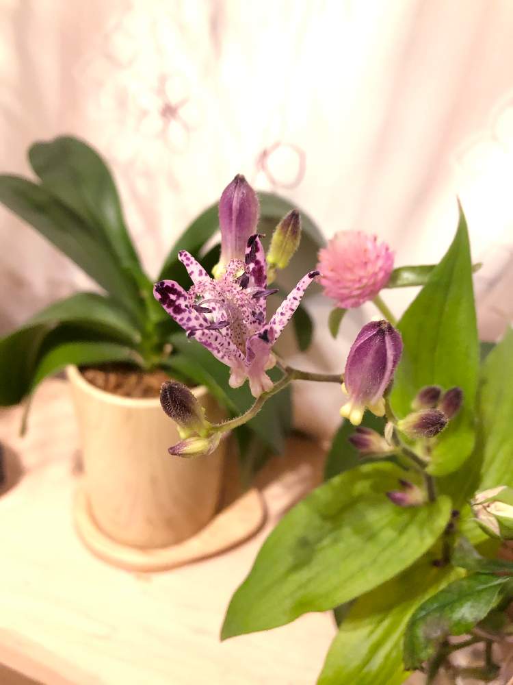 部屋の画像 by えりりんさん | 部屋とホトトギスと切花と植物オタクと癒しとGS映えと季節の花ときれいと植中毒と秋の気配と花のある暮らしとかわいいと花は癒やし♡とチーム福岡とやっぱり花が好き♡と切り花