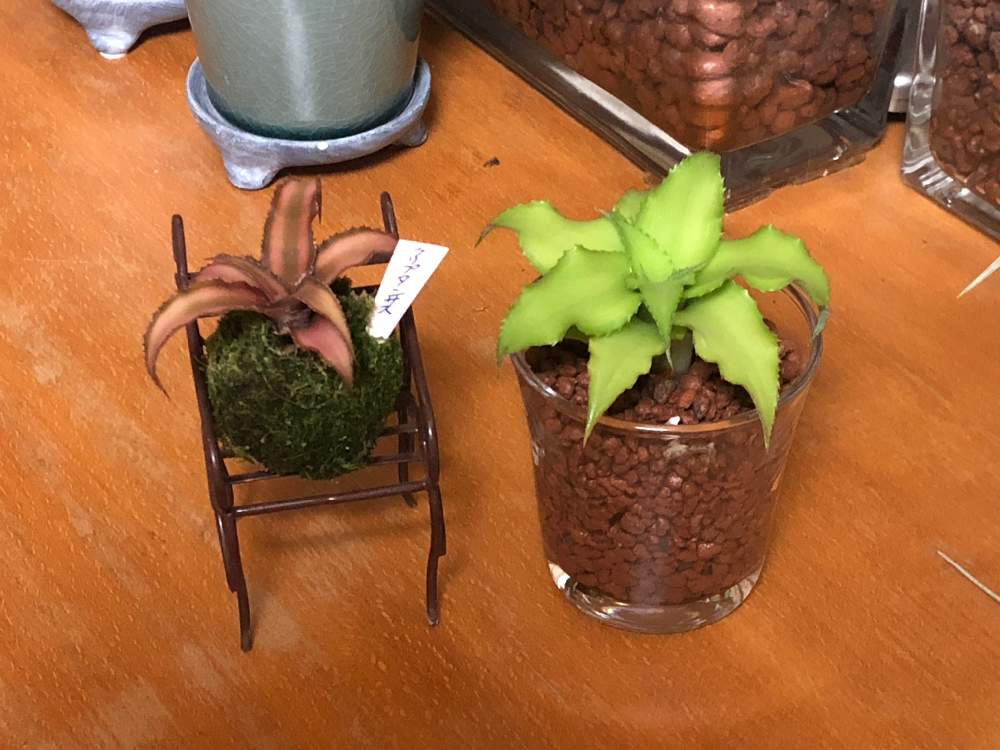 部屋の画像 by coajiさん | 部屋とクリプタンサスと植物のある暮らしとハイドロカルチャーと苔玉とジャングル化計画とクリプタンサス属