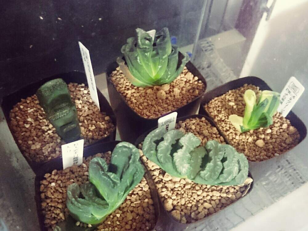 部屋の画像 by sword-tさん | 部屋とハオルチアと玉扇とハオルチア玉扇と多肉植物とボタニカルライフとGS映えとGS日和と 玉扇と植中毒とタニク男子とがばいとサラリーマン編