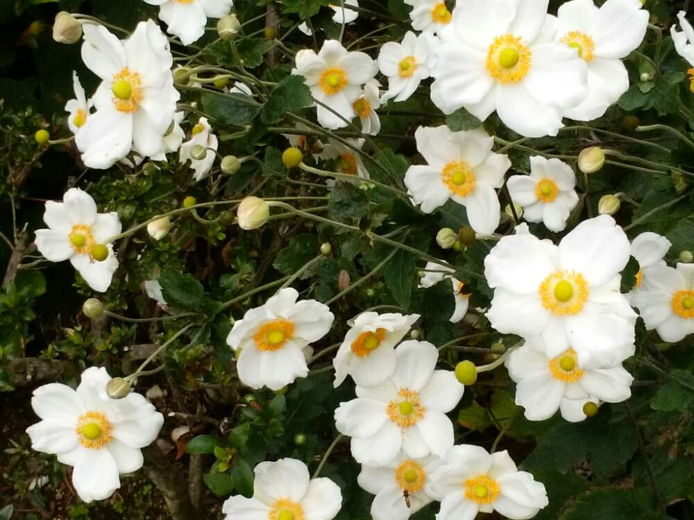 お出かけ先の画像 by moonさん | お出かけ先とシュウメイギクと秋明菊と白い花と実家の庭と秋の花と雨の後