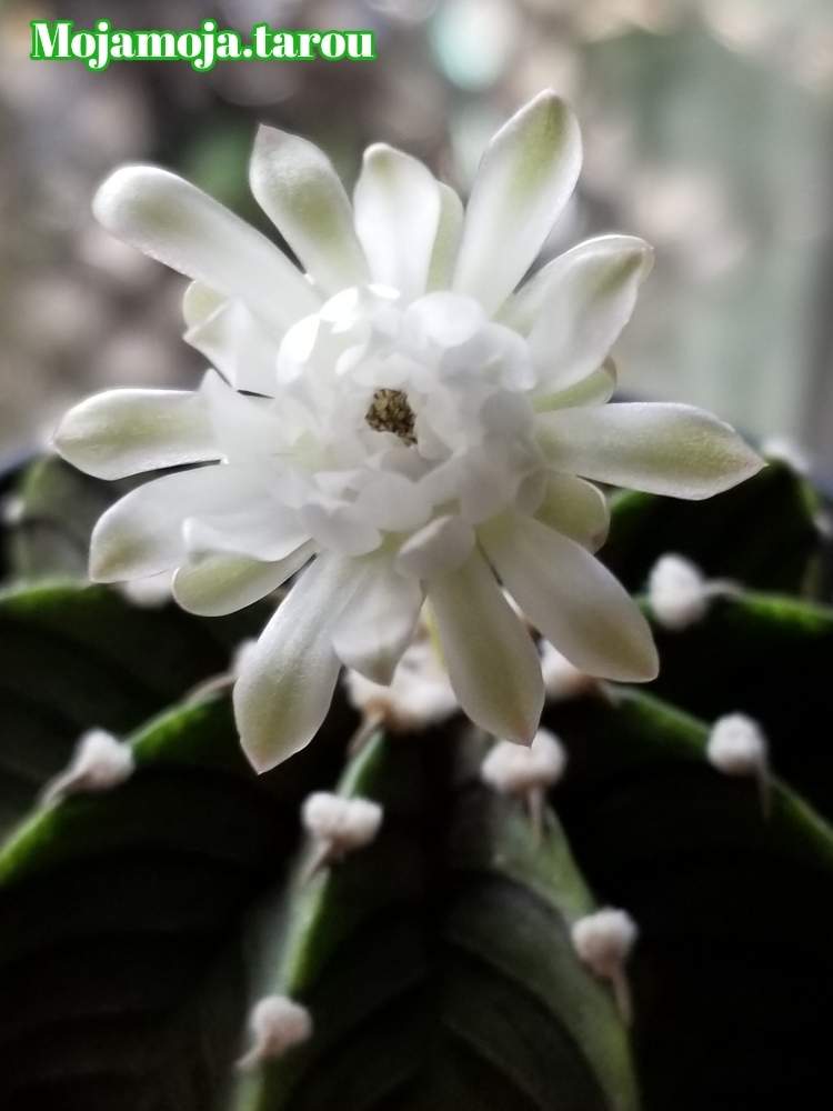 棚の画像 by もじゃもじゃ太郎さん | 棚とGymnocalycium friedrichii LB2178とLB2178と多肉植物とギムノ・牡丹玉とサボテン科とトゲトゲとボタニカルライフと硬質赤玉とギムノカリキウム属と植中毒と多肉植物とサボテンと牡丹玉 LB2178とLB2178☆と珍奇植物と花のある暮らしとサボテンの花とトゲトゲへのときめきと花芽へのときめき(*゚-゚)とビザールプランツと植物棚