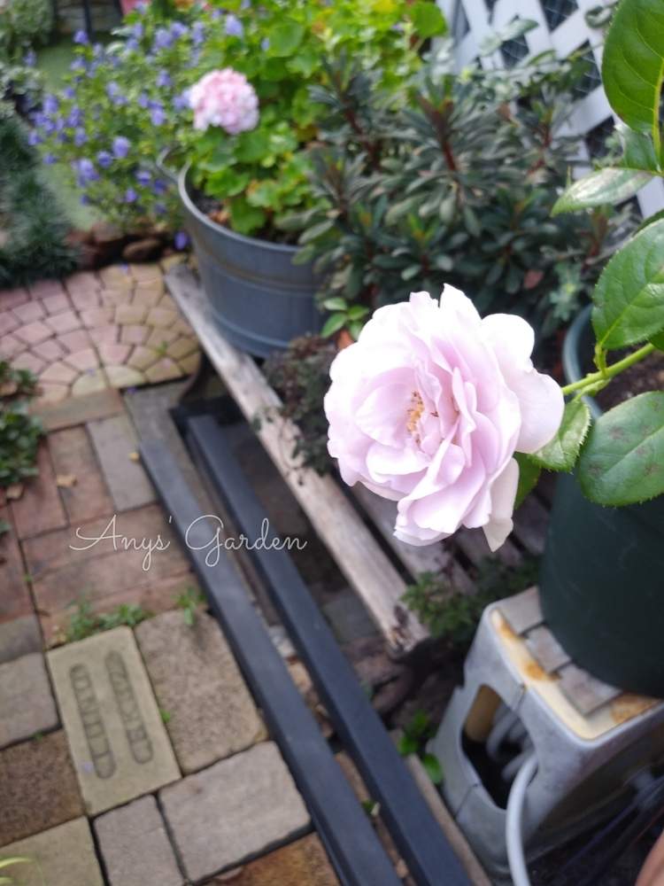 小さな庭の画像 by ANYさん | 小さな庭と庭の風景と嬉しいな♡と薔薇に魅せられてと癒しとおきにいり ♡と薔薇のある暮らし♡と薔薇 ブルーバユーと頑張ってと花のある暮らしと薔薇♪と咲いた!