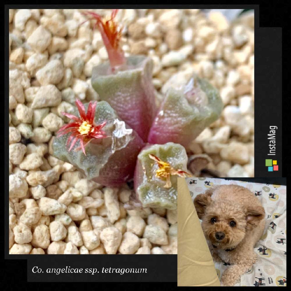 の画像 by あーちゃんさん | マルプー チェルシーとConophytum angelicae ssp. tetragonumと多肉植物と猛暑に負けないとメセン類と嬉しいと癒しとコノフィツム属と植中毒と今日の一枚と綺麗と多肉女子とわんこのいる生活と可愛いと花のある暮らしとわんこと一緒と丈夫!