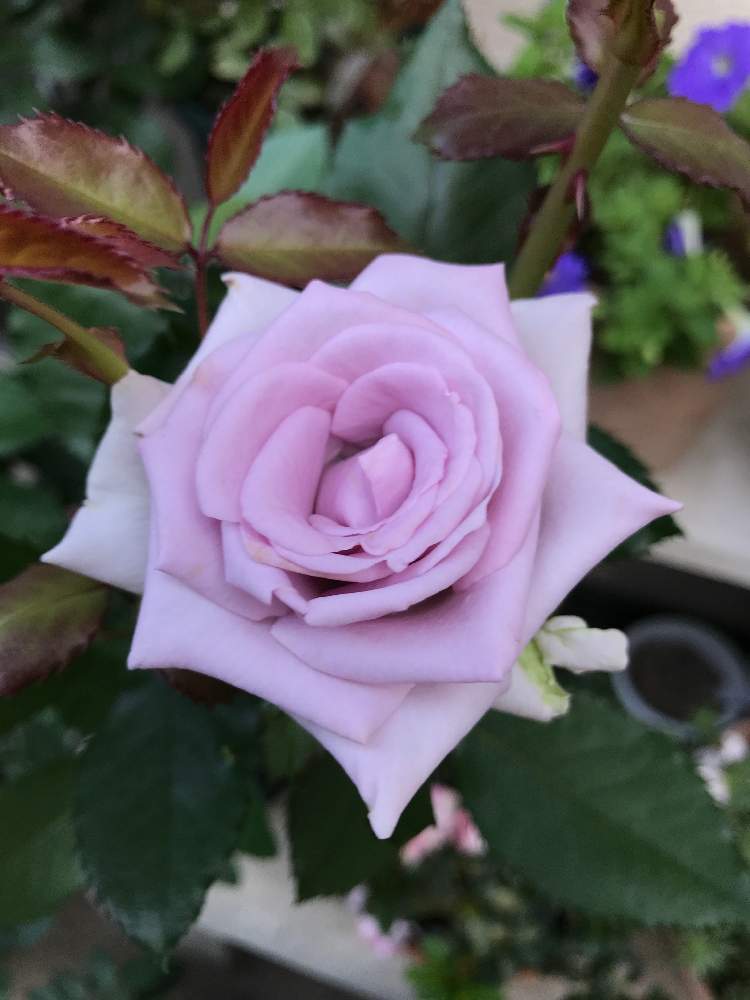 の画像 by ちーたんさん | 開花とばら バラ 薔薇と挿し木と薄紫色のバラと花のある暮らしとバラ・ミニバラ