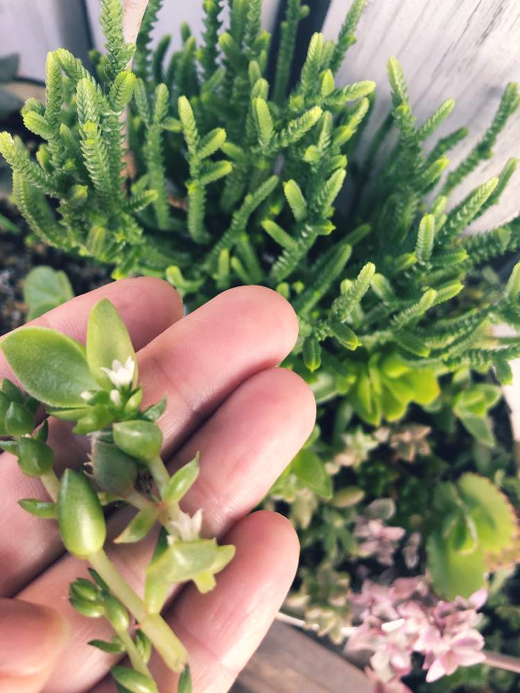バルコニー/ベランダの画像 by 松 祐さん | バルコニー/ベランダと名前を教えて!と多肉植物と今日の一枚と今日のお花と成長記録と花のある暮らしと発見!と多肉寄せ植えと咲いた!
