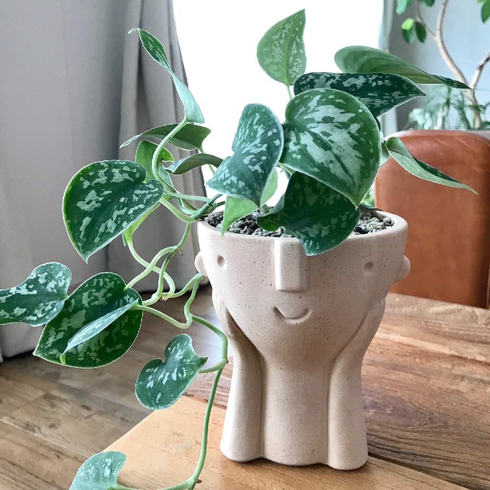部屋の画像 by シマネコさん | 部屋とスキンダプサスとインドアグリーンと観葉植物と植物のある暮らしとグリーンインテリアとスキンダプサス属とGSに感謝。とgreen green greenとGREEN UPとインテリアグリーン