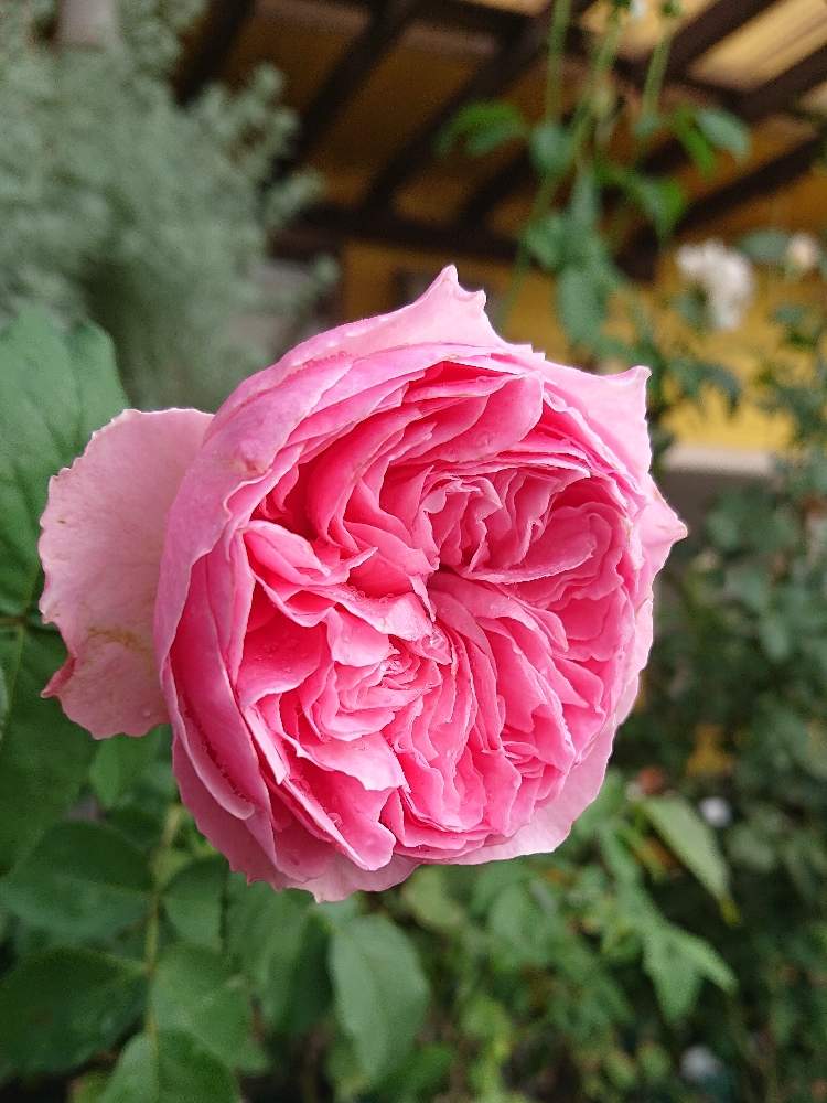 小さな庭の画像 by YUMIKOさん | 小さな庭と薔薇愛同盟と花が好き❤とかわいい♡と大好きと植中毒と綺麗と薔薇が好き❤とバラ こはるときれいな色と鉢植えと花のある暮らしと薔薇♪といい色♡