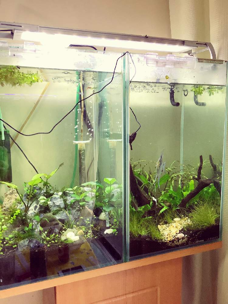 部屋の画像 by はまっちさん | 部屋と餌くれよ、餌!と水草水槽と観察日記と水槽と水草とアクアリウム