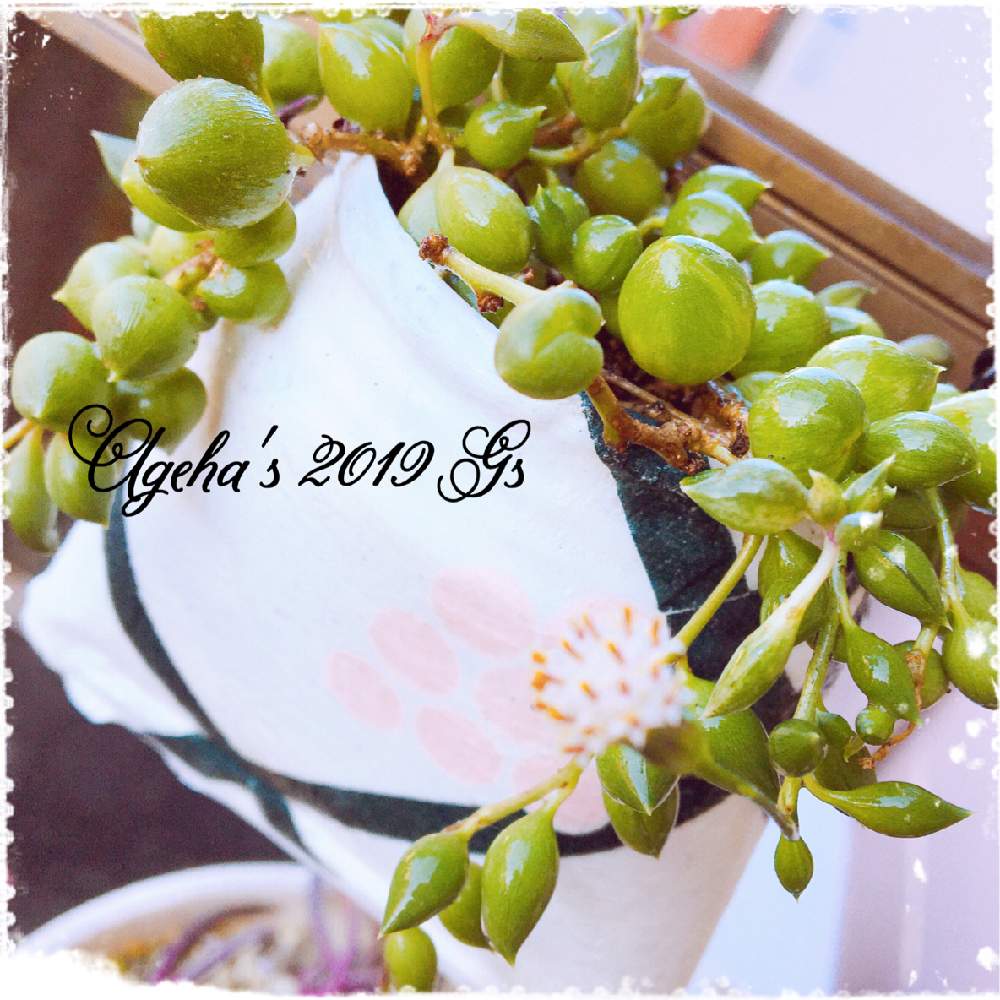 玄関の画像 by あげは❤︎succulent さん | 玄関とエンジェルティアーズと多肉植物とリメ缶とミニ多肉と多肉女子とタニラーと多肉初心者