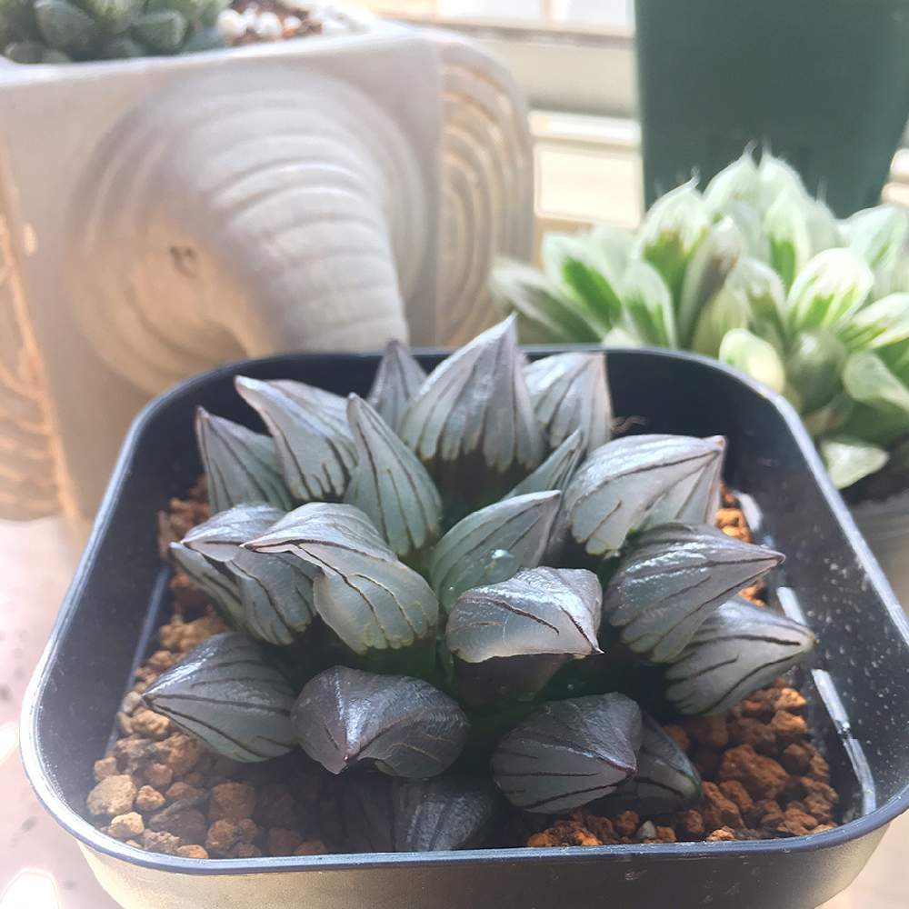 の画像 by angeloさん | 多肉植物とハオルチア アトロフスカミュータントとangelo succulentと可愛い多肉と高級多肉植物とハオルチア属とatrofuscamutantと初心者多肉とメデルと多肉屋と美しい多肉植物とインスタグラム angeloと相談と多肉植物とサボテンとアンジェロ多肉とcute succulentとHaworthia とEcheveriaとangeloとsucculent