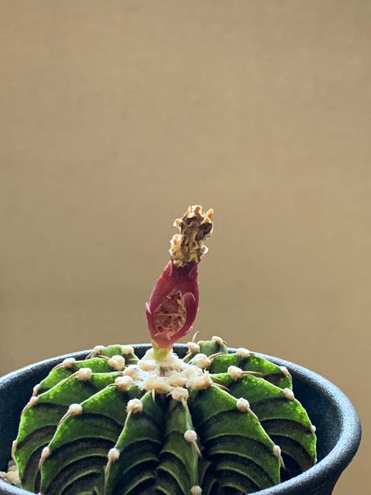 バルコニー/ベランダの画像 by でんきちさん | バルコニー/ベランダとLB2178とGymnocalycium friedrichii LB2178とギムノカリキウム フリードリッヒ LB2178とサボテン女子と自然の造形美とワクワク♥️と花の後とサボテンの種鞘