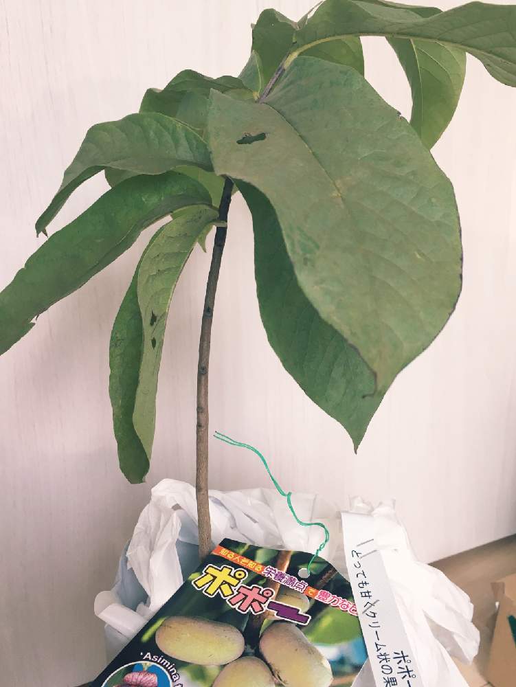 部屋の画像 by ちいさん | 部屋とポポーと観葉植物と家庭菜園と珍しい果物と庭の植物と植中毒と家庭菜園奮闘日記