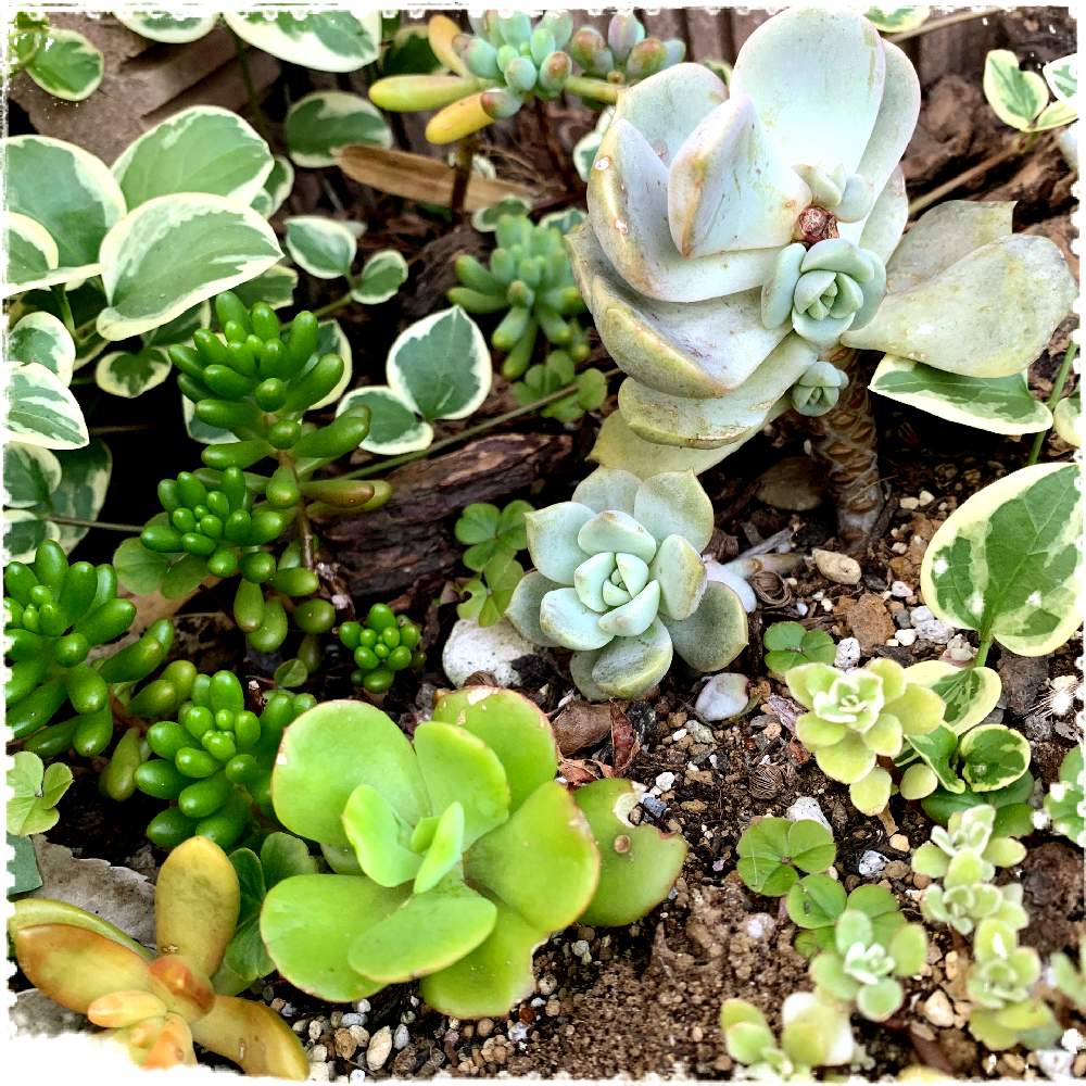小さな庭の画像 by ღmomoღさん | 小さな庭と多肉植物と外組の1部とお金をかけずに楽しむと田舎と多肉女子とガーデニング初心者と名前覚えるの苦手ですと花のある暮らしと地植え
